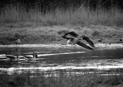 Bird flying over lake