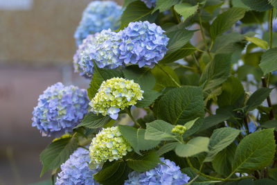 plant
