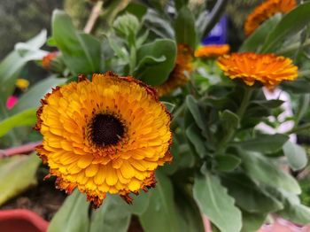 Close-up of yellow flowering plant