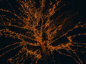 Low angle view of illuminated tree against sky at night