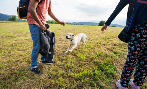 Labrador retriever dog running or playing on a field with unrecognized people on green grass