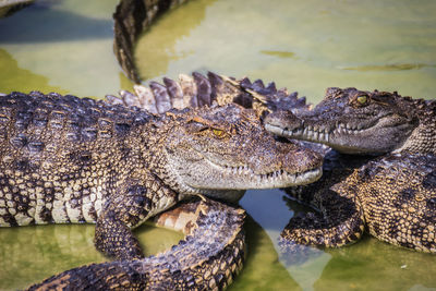 Close-up of crocodile in lake