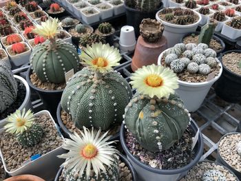 High angle view of potted plants for sale