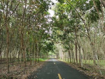 Empty road along trees in forest