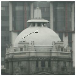 Bird flying over city seen through window