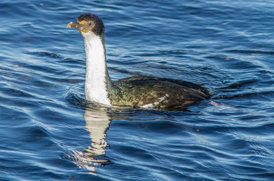 Cormorant swimming in lake