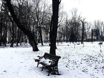 Trees in park during winter
