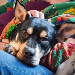 Close-up portrait of dog relaxing on sofa