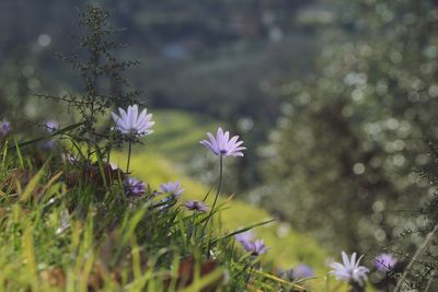 Close-up of purple flowering plant on field