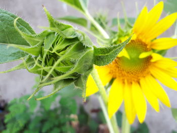 Close-up of yellow flower