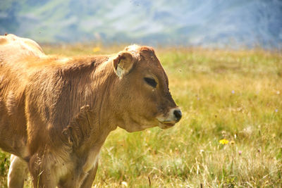 Side view of a cow on field