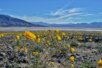 Yellow wildflowers on field against sky at death valley national park