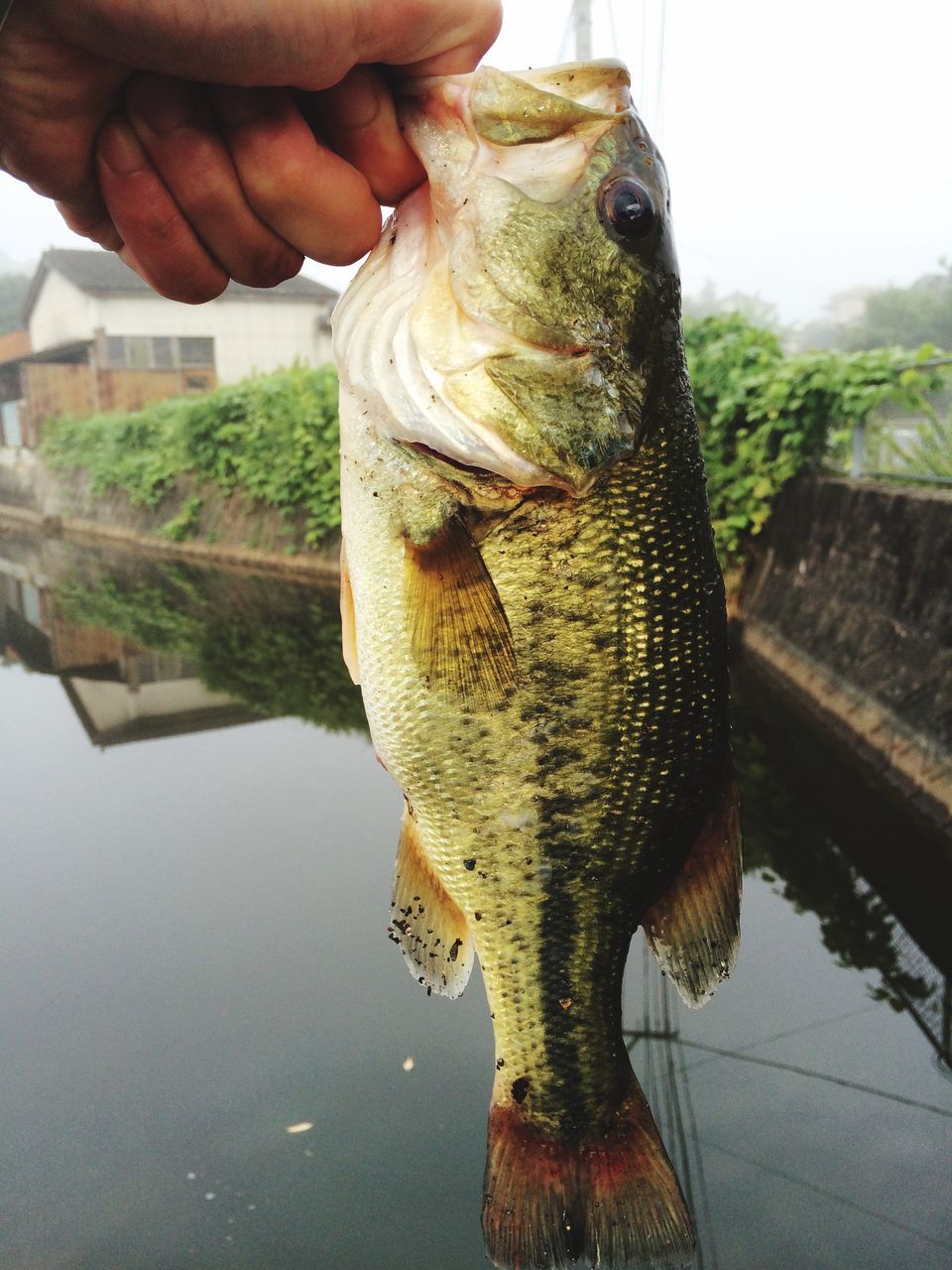 water, person, reflection, part of, holding, cropped, fish, human finger, unrecognizable person, close-up, lifestyles, animal themes, day, pond, reptile, leisure activity, art and craft