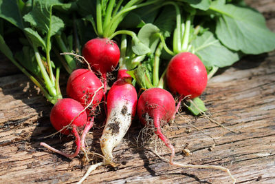 radish