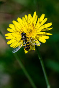 Close-up of bee pollinating on yellow flower