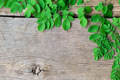 High angle view of leaves on wooden table