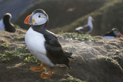 Close-up of puffin perching outdoors