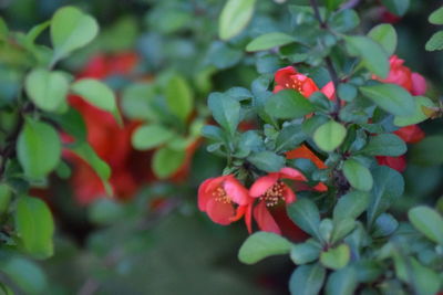 Close-up of red flowers blooming outdoors