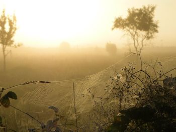 Scenic view of field against sky during sunset