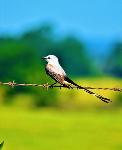 Close-up of bird perching on fence