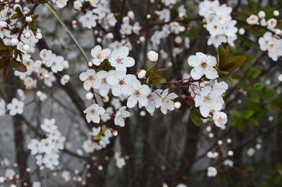 Close-up of white cherry blossoms in spring