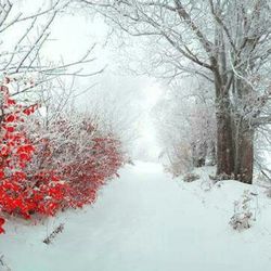 Bare trees along snow covered landscape