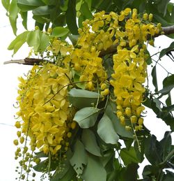 Low angle view of yellow flowers