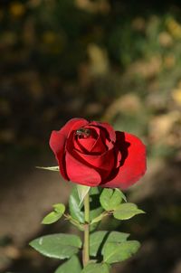 Close-up of red rose