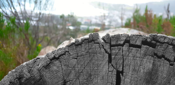 Close-up of tree stump in forest