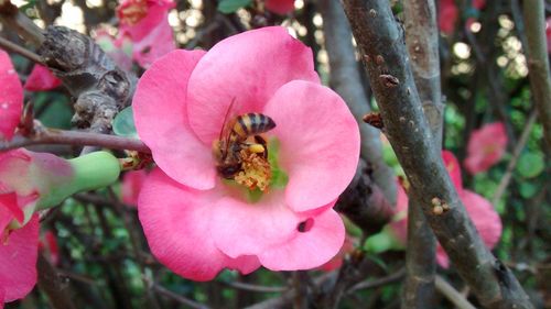 Close-up of bee on pink flower