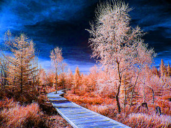 Illuminated trees in forest during autumn