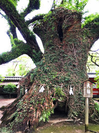 Low angle view of trees