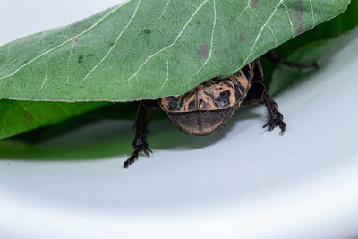 High angle view of insect on leaves