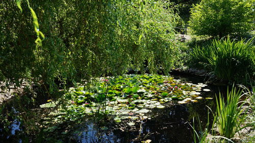 Water lilies floating on lake