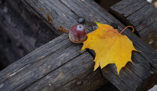 Close-up of yellow snake on wood