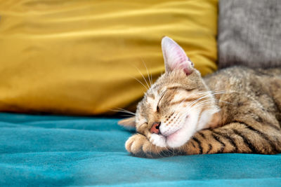 Cute tabby cat sleeping on blue sofa with yellow pillow . funny home pet. 