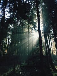 Trees in forest