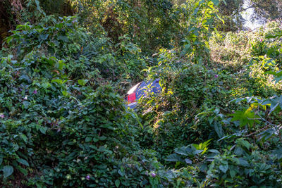 View of plants in forest