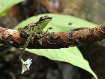 Close-up of insect on branch