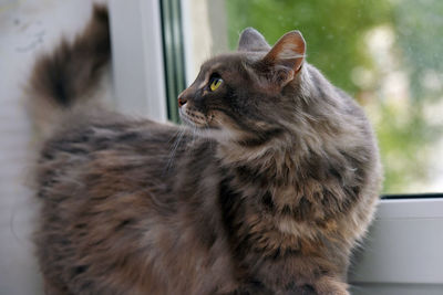 Close-up of a cat looking away