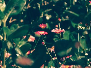 Close-up of pink flowers blooming in garden