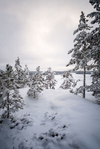 Trees on snow covered landscape against sky