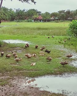 Flock of sheep on grassy field