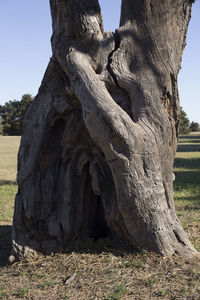 Close-up of tree trunk on field