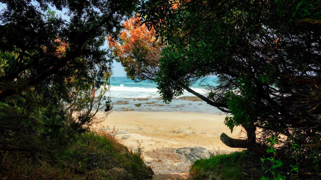 TREES GROWING ON BEACH