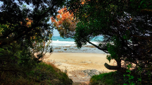 Trees and plants on beach