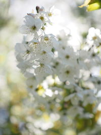 Close-up of white flowers blooming in park