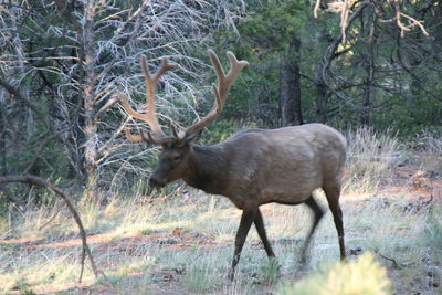 animals in the wild