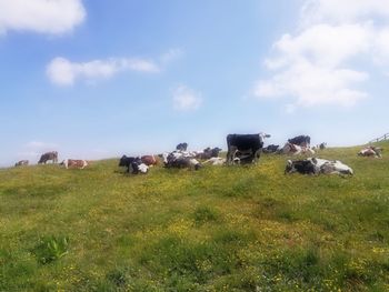 Cows grazing on field against sky
