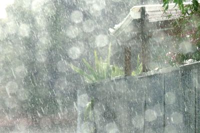 Low angle view of raindrops on trees